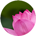 滋賀県大津市のヒーリングサロン Lotus drop（蓮のしずく）のメニュー。レイキヒーリング、レイキ伝授です。