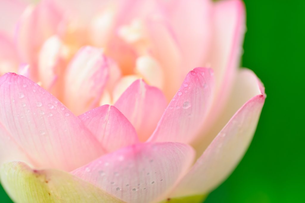 滋賀県大津市のヒーリングサロン Lotus drop（蓮のしずく）のエンライトメントレイキの紹介です